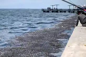 İzmir Körfezi Kirliliği: Savcılık Soruşturma Başlattı