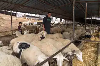 Yangın Mağduru Çiftçilere Yem Desteği