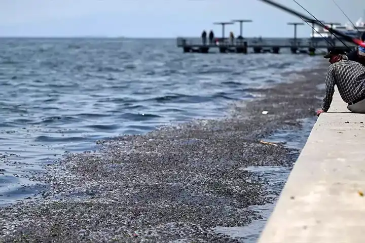 İzmir Körfezi Kirliliği: Savcılık Soruşturma Başlattı